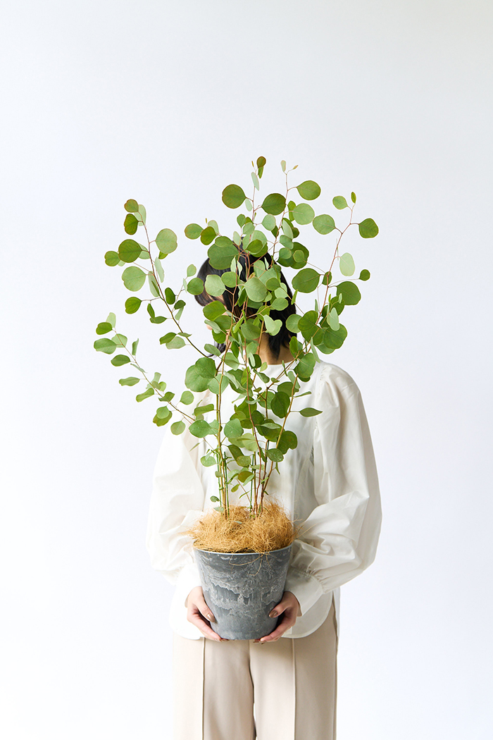 観葉植物 ユーカリ ポポラス（6号鉢）の写真11枚目