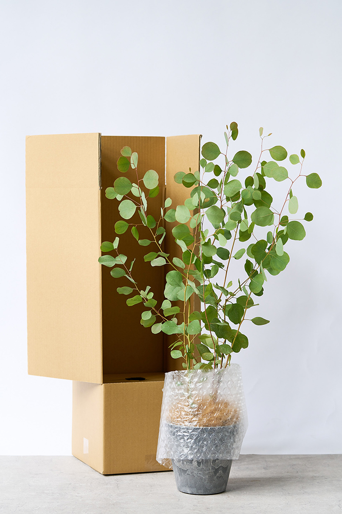 観葉植物 ユーカリ ポポラス（6号鉢）｜HanaPrime（ハナプライム）