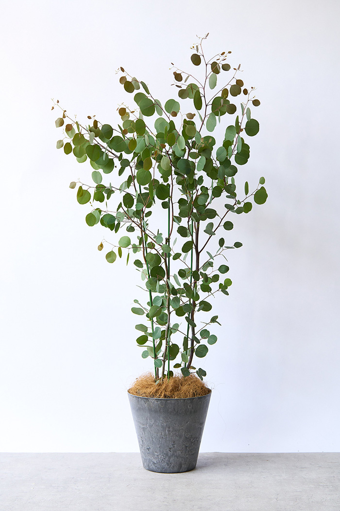 観葉植物 ユーカリ ポポラス（8号鉢）