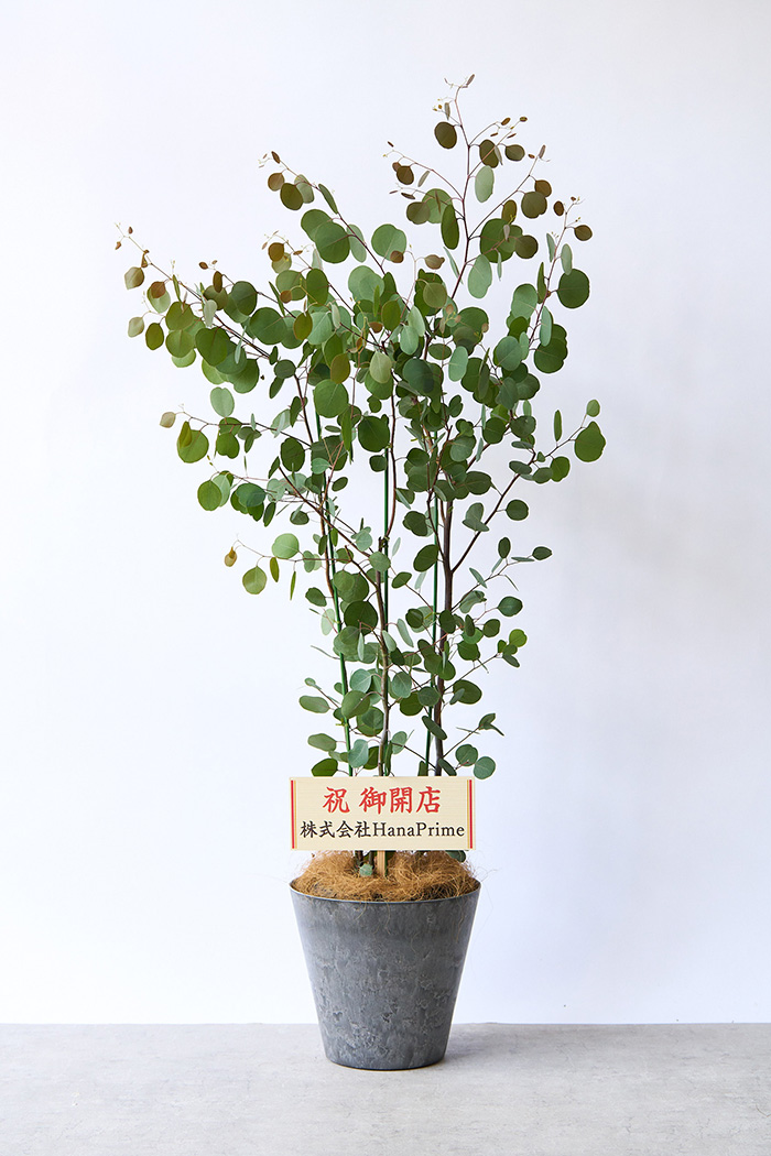 観葉植物 ユーカリ ポポラス（8号鉢）