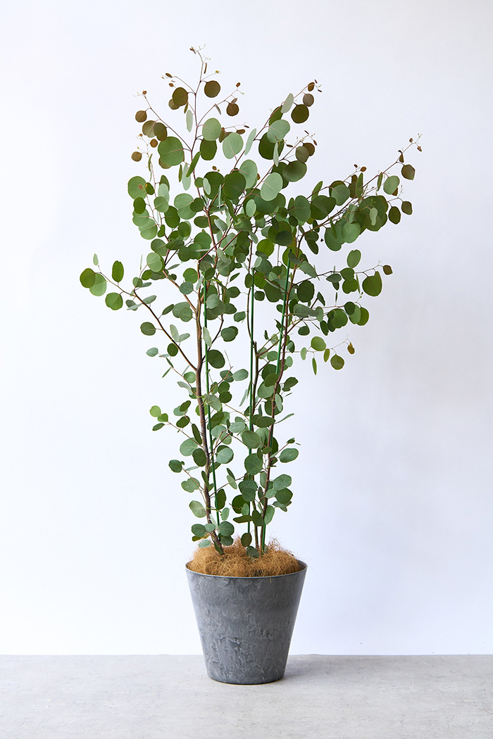 ユーカリポポラス　80サイズ 観葉植物 ユーカリ ポポラス（8号鉢）｜HanaPrime（ハナプライム）