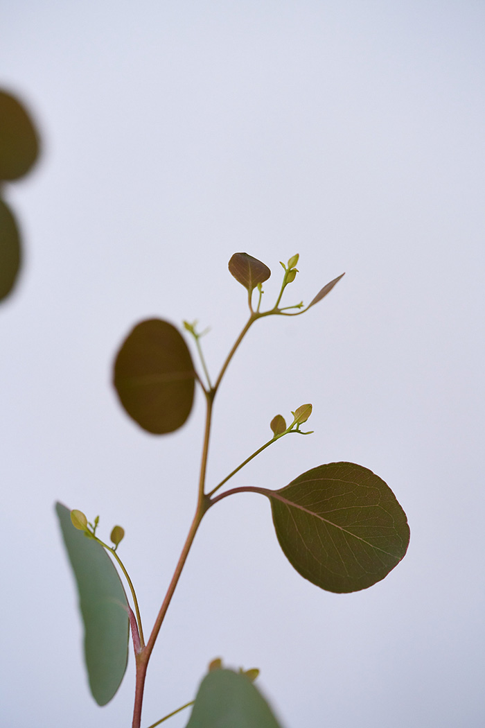 観葉植物 ユーカリ ポポラス（8号鉢）の写真5枚目