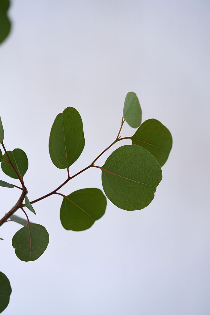 観葉植物 ユーカリ ポポラス（8号鉢）の写真6枚目