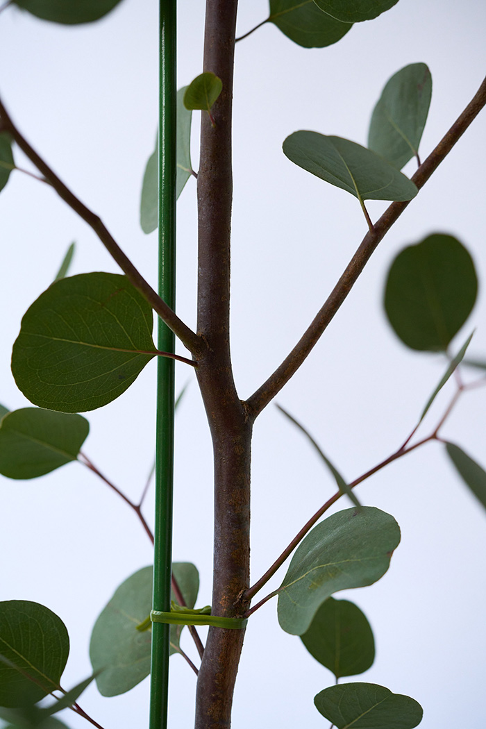 観葉植物 ユーカリ ポポラス（8号鉢）の写真7枚目