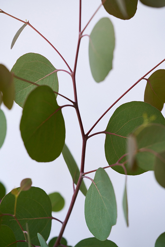 観葉植物 ユーカリ ポポラス（8号鉢）の写真8枚目