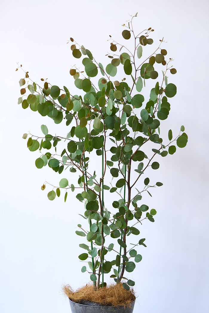 観葉植物 ユーカリ ポポラス（8号鉢）｜HanaPrime（ハナプライム）