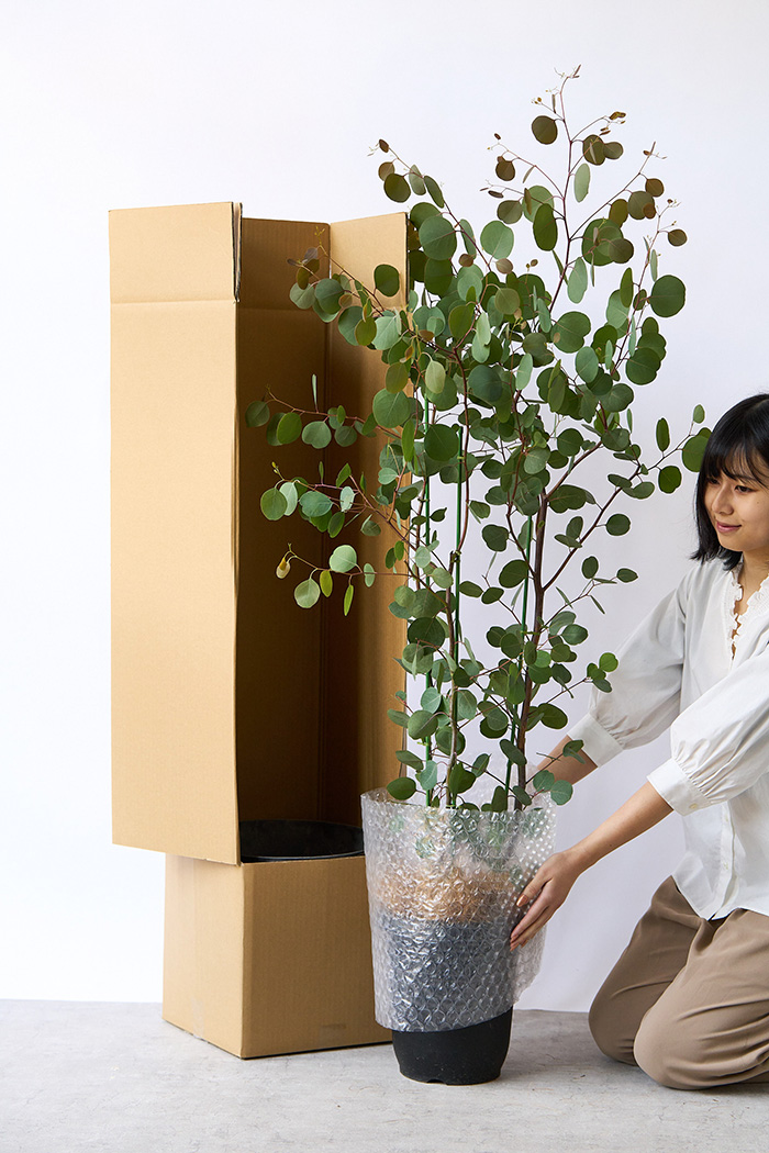 観葉植物 ユーカリ ポポラス（8号鉢）｜HanaPrime（ハナプライム）