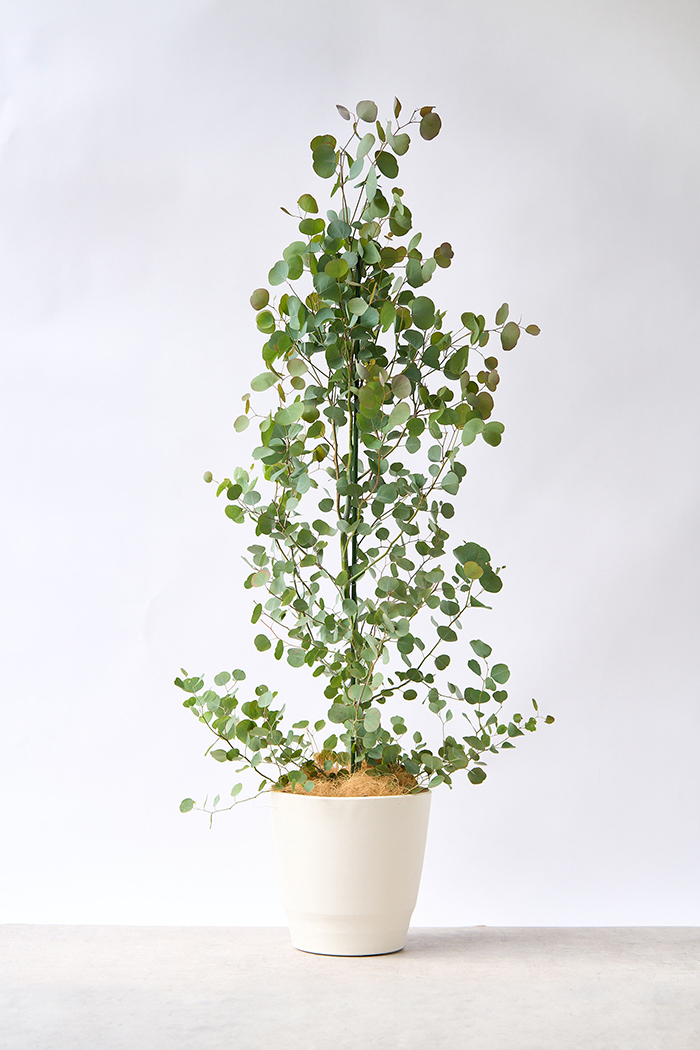 観葉植物 ユーカリ ポポラス（10号鉢）