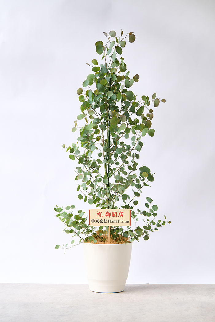 観葉植物 ユーカリ ポポラス（10号鉢）
