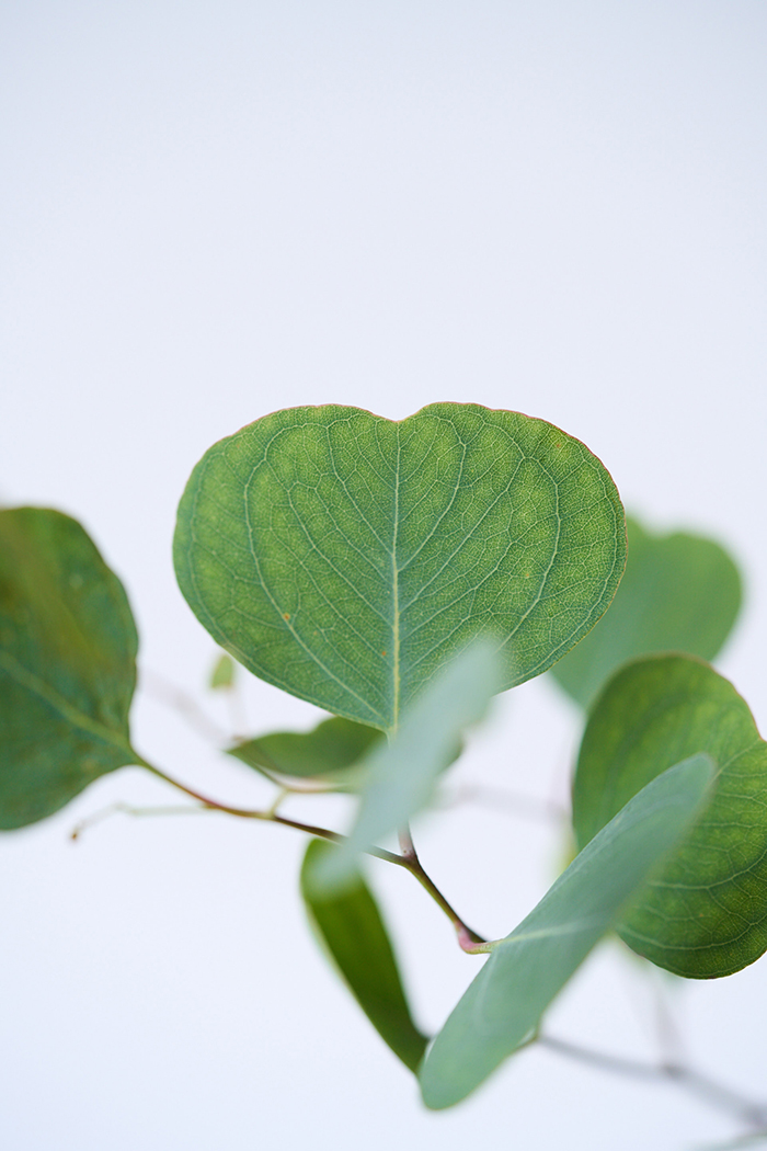 観葉植物 ユーカリ ポポラス（10号鉢）の写真5枚目