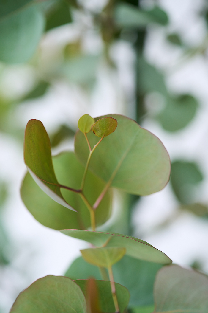 観葉植物 ユーカリ ポポラス（10号鉢）の写真6枚目