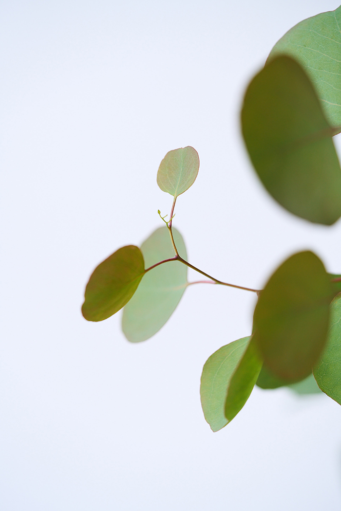 観葉植物 ユーカリ ポポラス（10号鉢）の写真7枚目