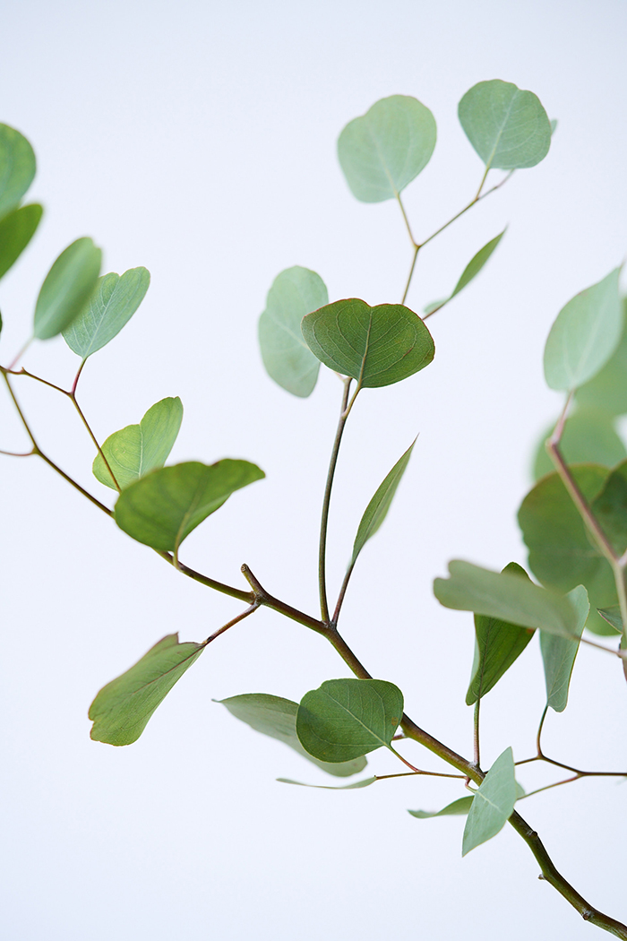 観葉植物 ユーカリ ポポラス（10号鉢）｜HanaPrime（ハナプライム）