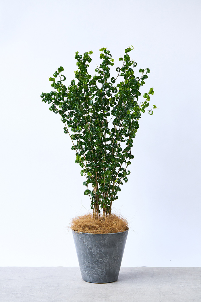 観葉植物 フィカス ベンジャミンバロック（7号鉢）