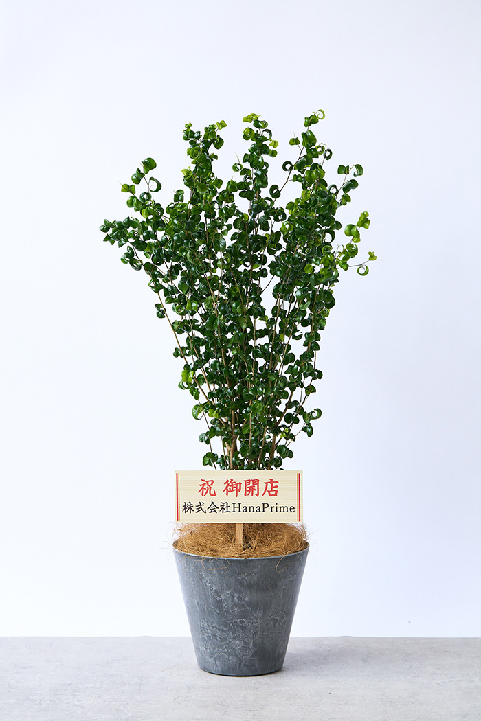 観葉植物 フィカス ベンジャミンバロック（7号鉢）