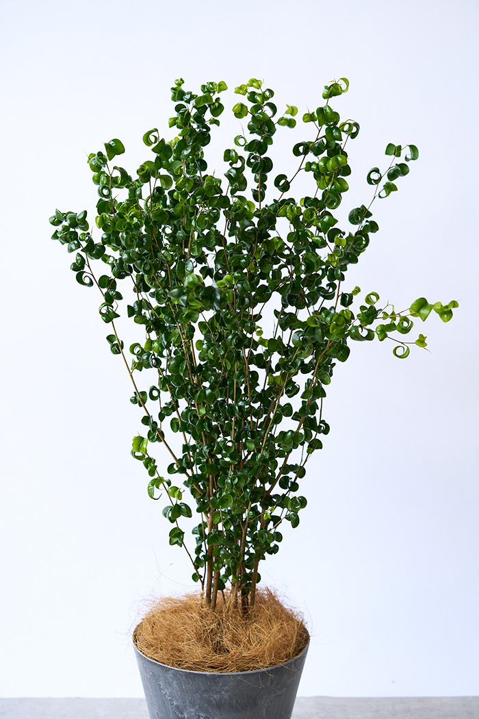 観葉植物 フィカス ベンジャミンバロック（7号鉢）｜HanaPrime（ハナ