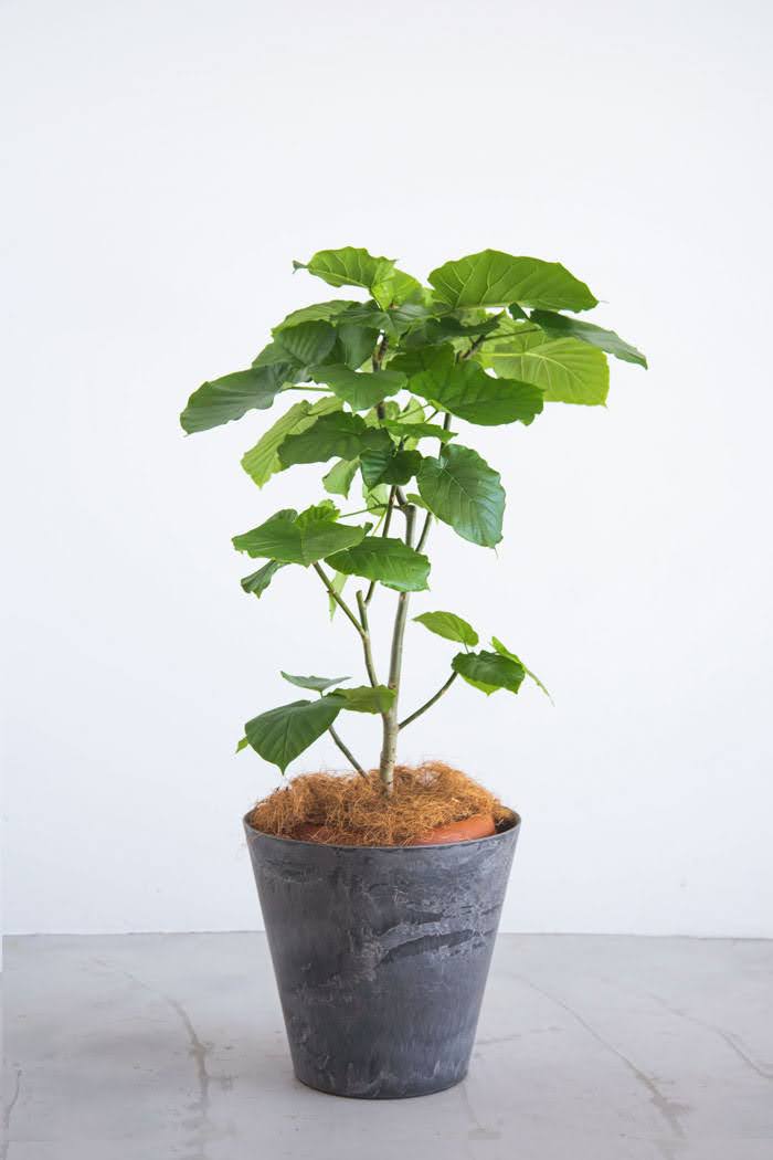 観葉植物 フィカス ウンベラータ 8号鉢 公式 Hanaprime 花と植物のギフト通販