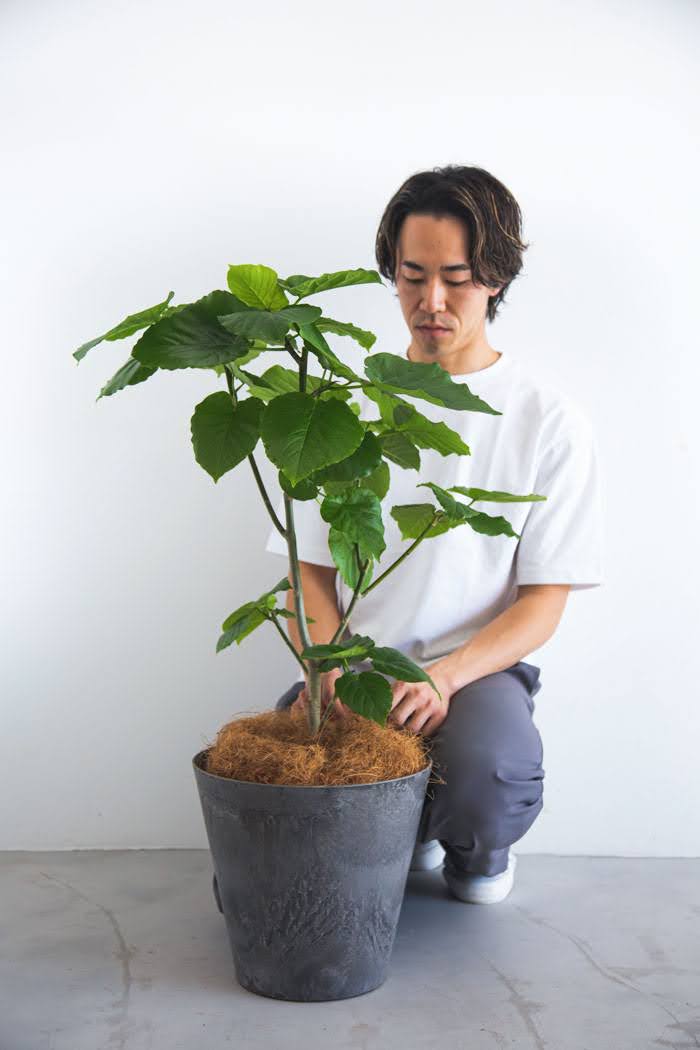 観葉植物 フィカス　ウンベラータ（8号鉢）の写真3枚目