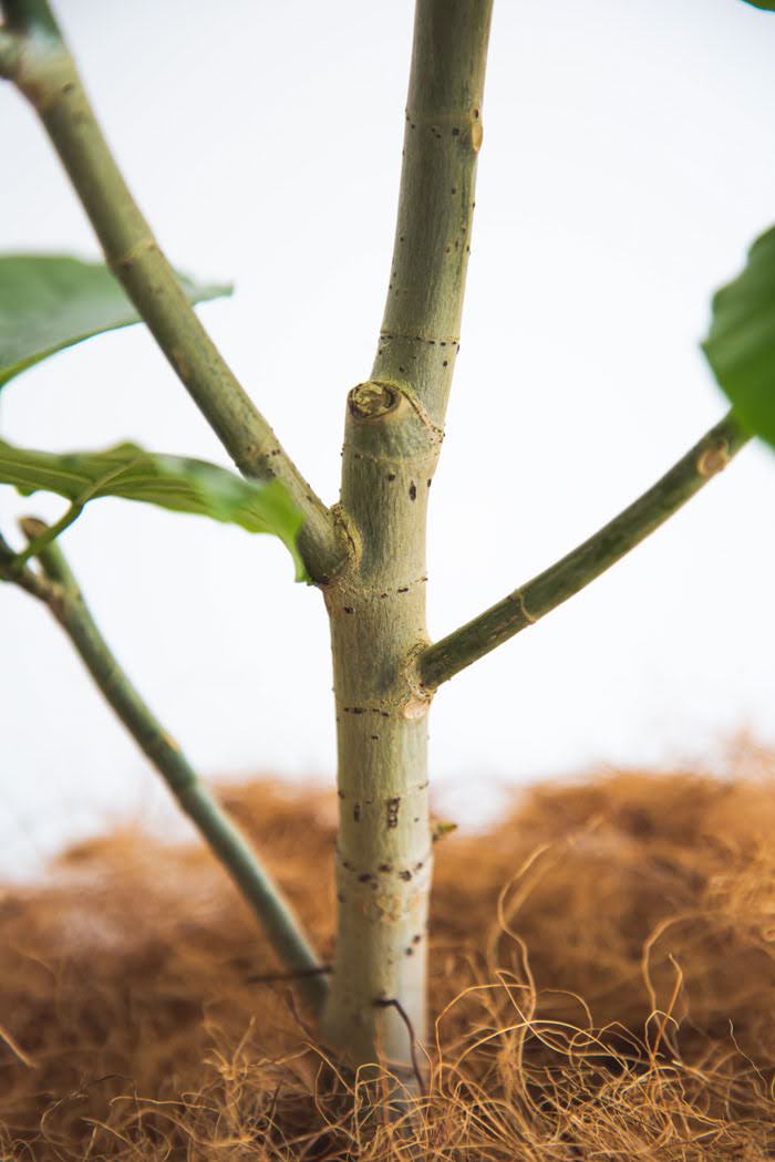 観葉植物 フィカス　ウンベラータ（8号鉢）の写真7枚目