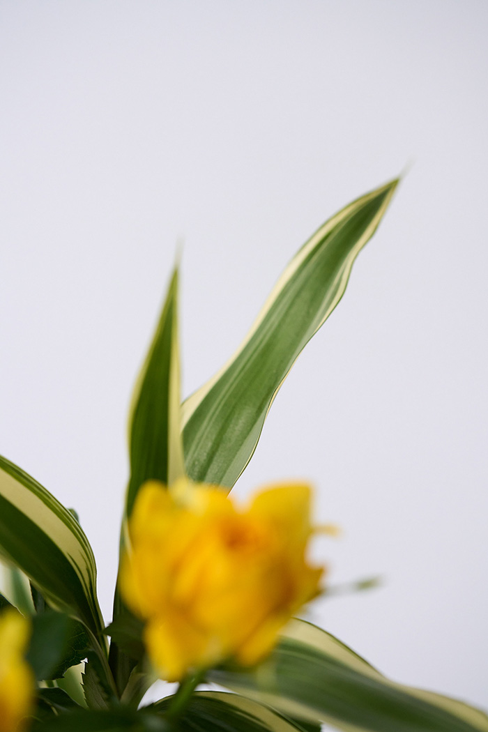 自宅用 季節のお花 1,480円セット #2021の写真6枚目