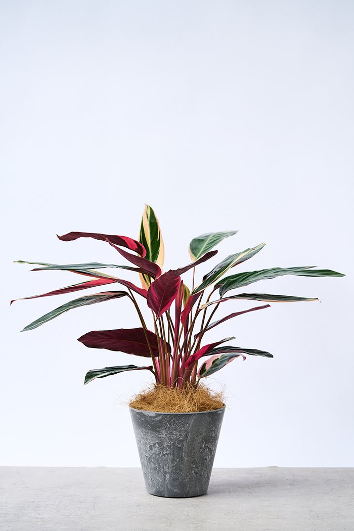 観葉植物 ストロマンテ トリオスター（6号鉢）