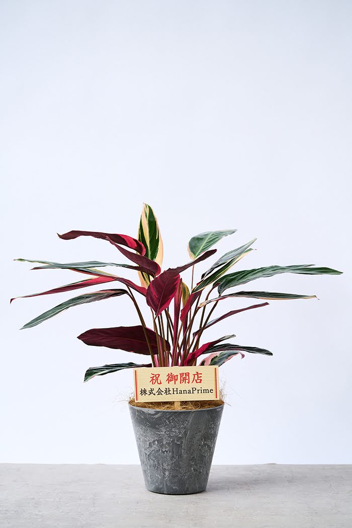 観葉植物 ストロマンテ トリオスター（6号鉢）