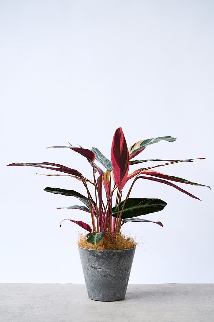 観葉植物 ストロマンテ トリオスター（6号鉢）の写真3枚目