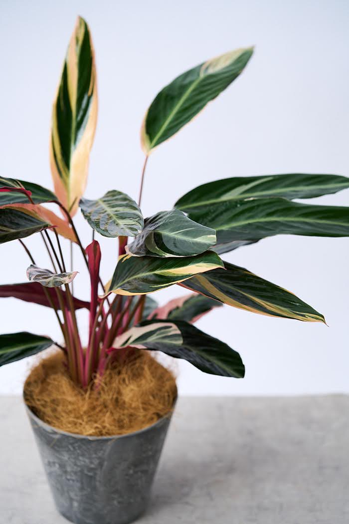 観葉植物 ストロマンテ トリオスター（6号鉢）｜HanaPrime（ハナプライム）