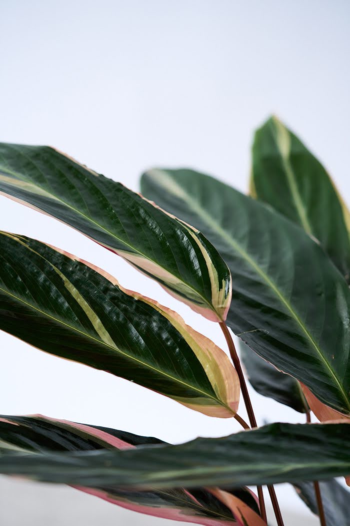 観葉植物 ストロマンテ トリオスター（6号鉢）の写真5枚目