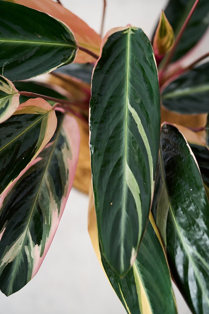 観葉植物 ストロマンテ トリオスター（6号鉢）の写真6枚目