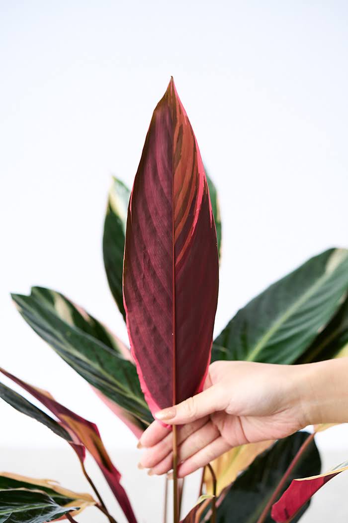 観葉植物 ストロマンテ トリオスター（6号鉢）の写真7枚目