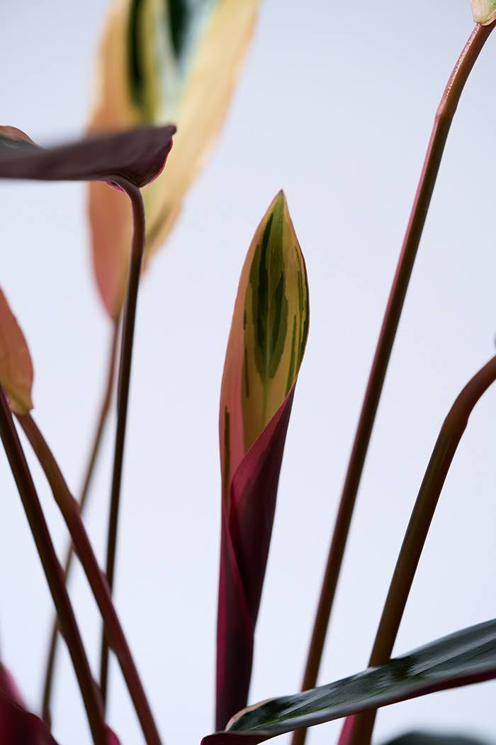 観葉植物 ストロマンテ トリオスター（6号鉢）の写真8枚目