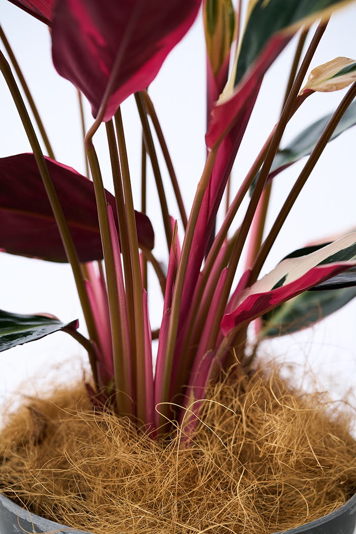 観葉植物 ストロマンテ トリオスター（6号鉢）｜HanaPrime（ハナプライム）