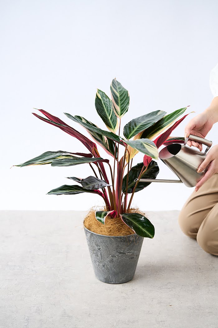 【美苗】激レア　ストロマンテ　トリオスター　斑入り　ゴマ斑　　抜き苗 観葉植物 ストロマンテ トリオスター（6号鉢）｜HanaPrime（ハナ