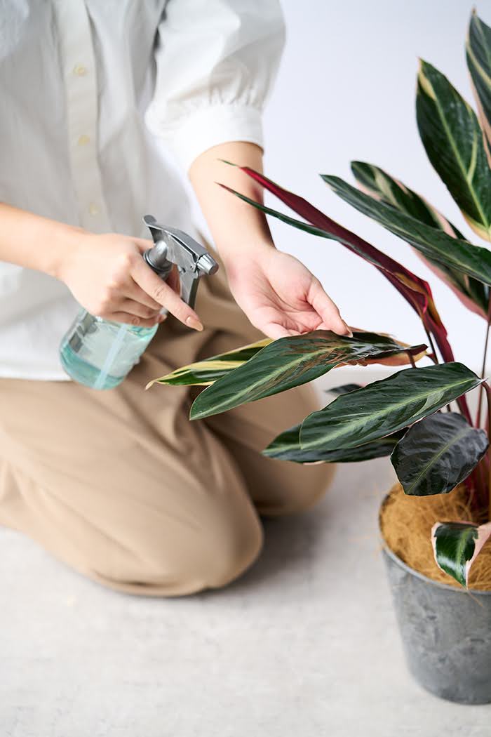 観葉植物 ストロマンテ トリオスター（6号鉢）の写真11枚目