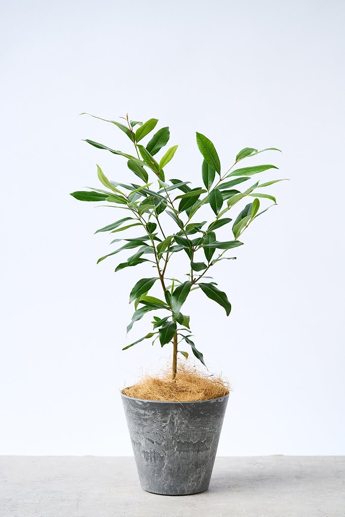 観葉植物 アマゾンオリーブ（6号鉢）