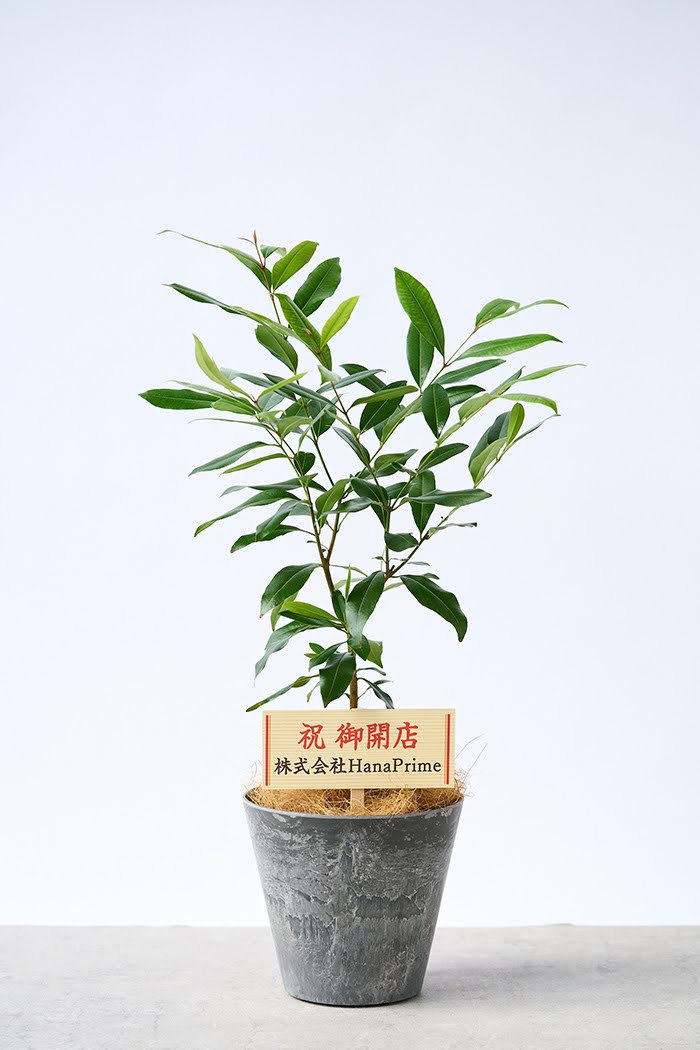 観葉植物 アマゾンオリーブ（6号鉢）｜HanaPrime（ハナプライム）