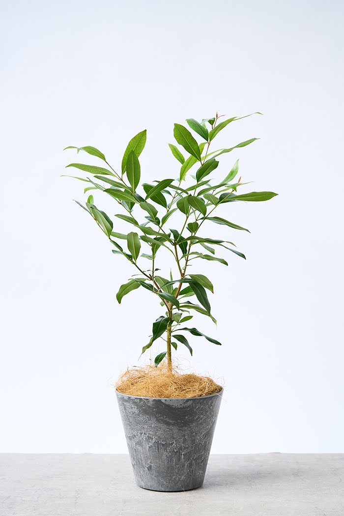 観葉植物 アマゾンオリーブ（6号鉢）｜HanaPrime（ハナプライム）