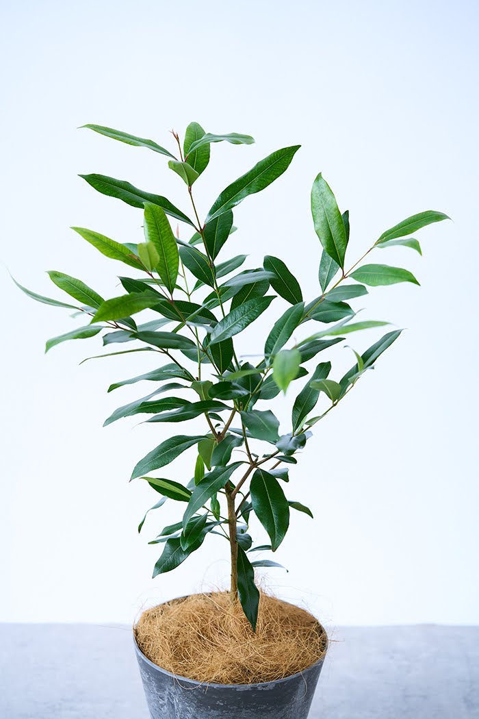 観葉植物 アマゾンオリーブ（6号鉢）｜HanaPrime（ハナプライム）