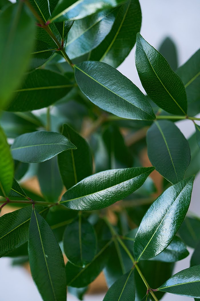 観葉植物 アマゾンオリーブ（6号鉢）｜HanaPrime（ハナプライム）