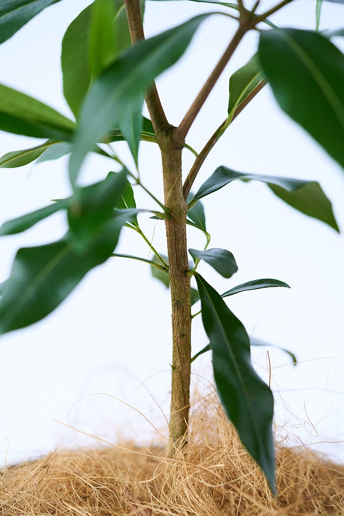 観葉植物 アマゾンオリーブ（6号鉢）の写真6枚目