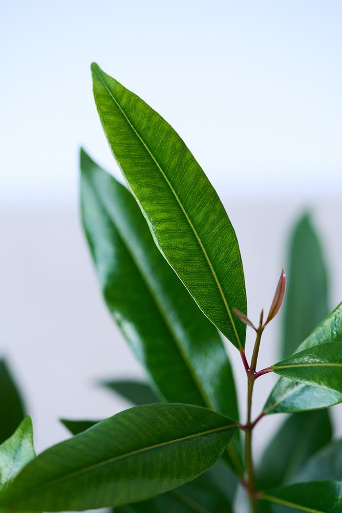 観葉植物　アマゾンオリーブ 観葉植物 アマゾンオリーブ (ムラサキフトモモ) 8号 竹バスケット 付き