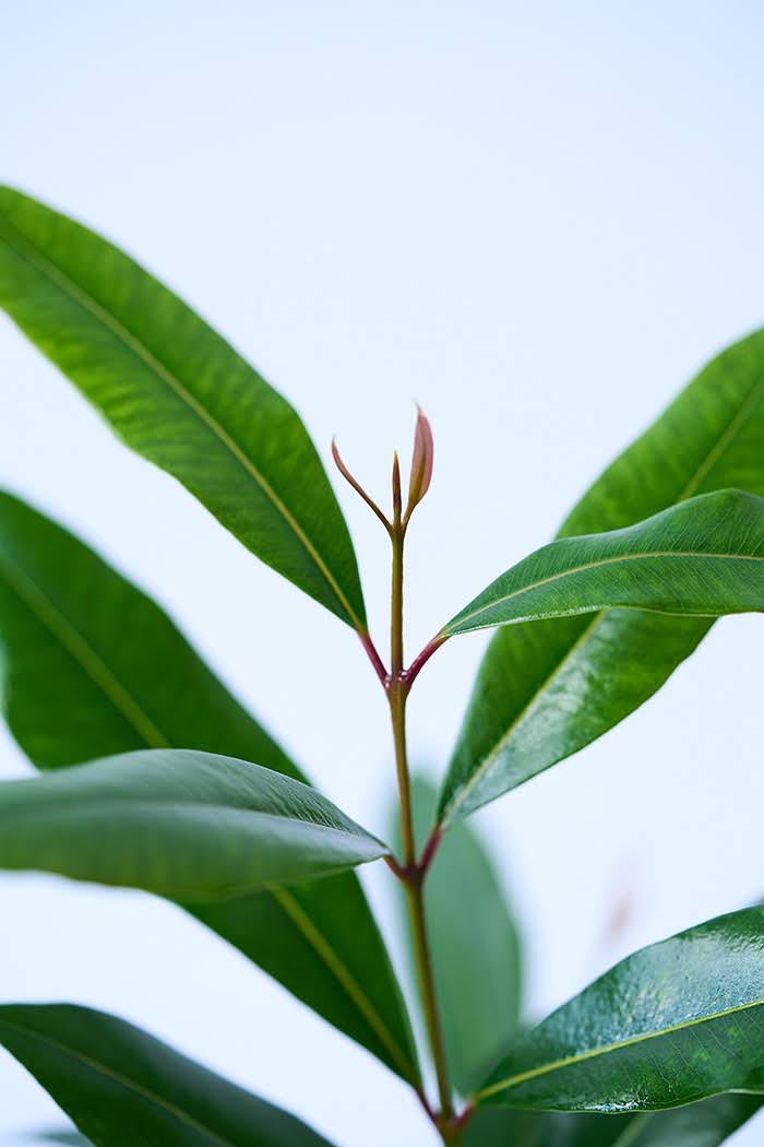 観葉植物 アマゾンオリーブ（6号鉢）の写真8枚目