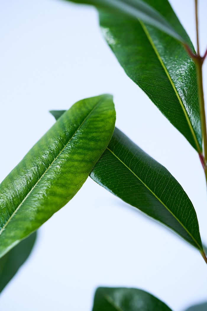 観葉植物 アマゾンオリーブ（6号鉢）の写真9枚目