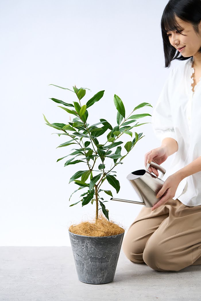 観葉植物 アマゾンオリーブ（6号鉢）｜HanaPrime（ハナプライム）