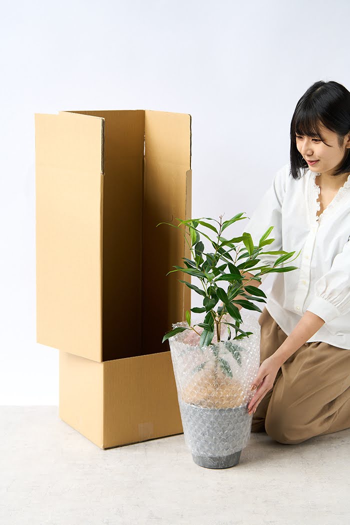 観葉植物 アマゾンオリーブ（6号鉢）の写真12枚目