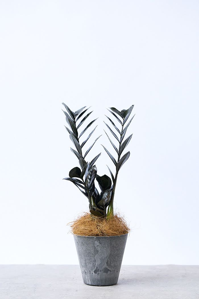 観葉植物 ザミオクルカス レイブン（4号鉢）