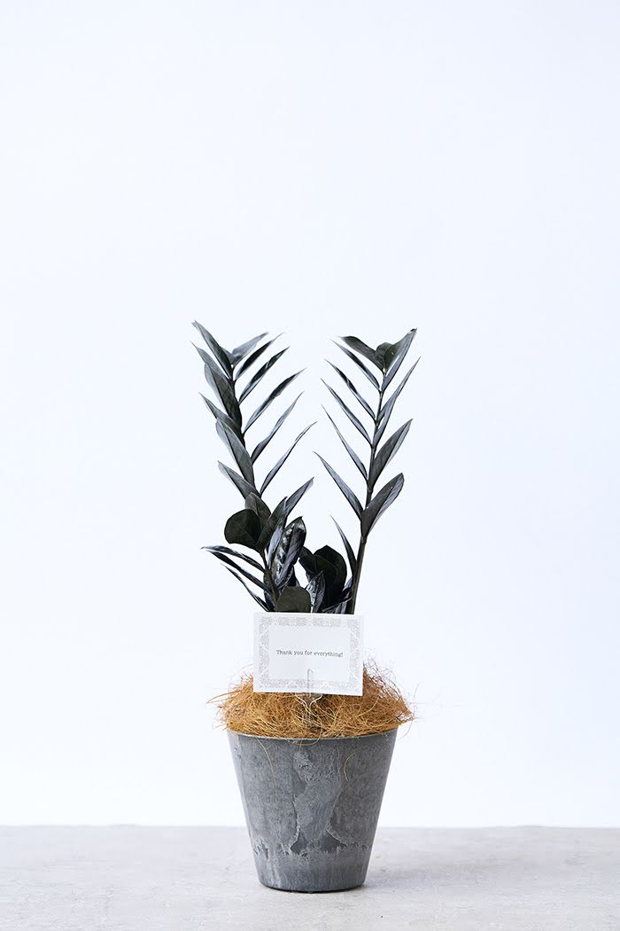 観葉植物 ザミオクルカス レイブン（4号鉢）
