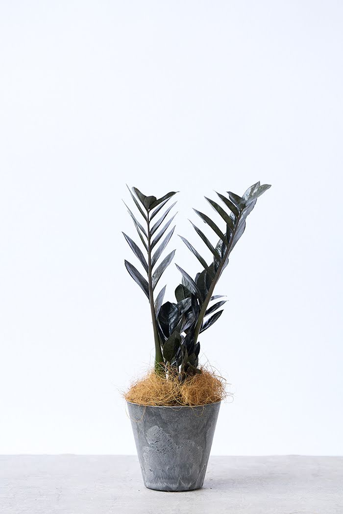 観葉植物 ザミオクルカス レイブン（4号鉢）｜HanaPrime（ハナプライム）