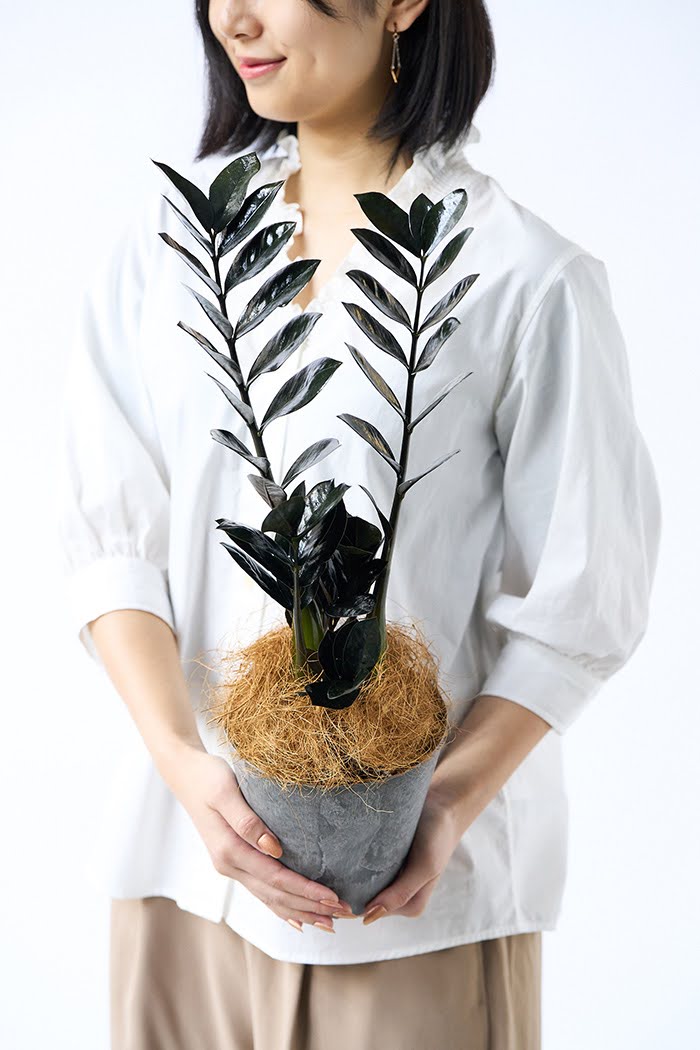 観葉植物 ザミオクルカス レイブン（4号鉢）の写真4枚目